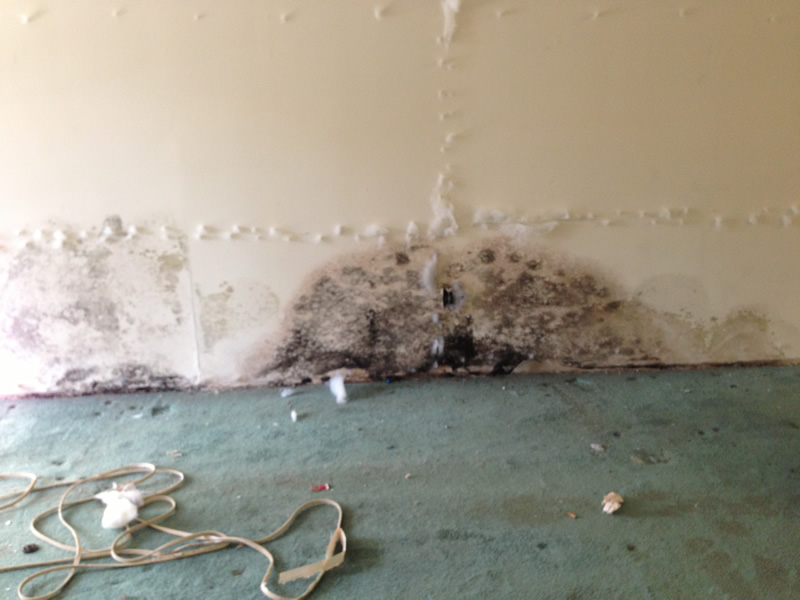 911 mold abatement cleanup