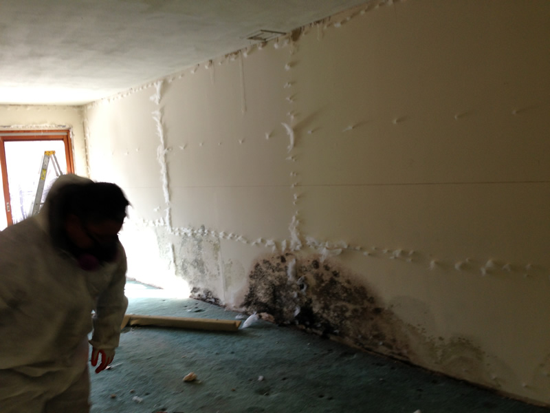 911 mold abatement cleanup 2